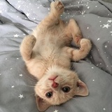 Entry image for Mochi