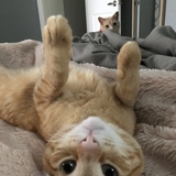 Entry image for Nacho