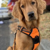 Entry image for Beau