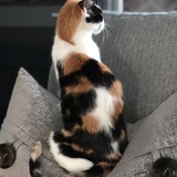 Entry image for Coconut