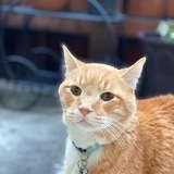 Entry image for Coco (ARF’s Name Maple  # 21317)