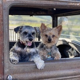 Entry image for Scrappy and Daphney