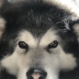 Entry image for Lefty