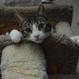 Entry image for Buster