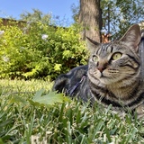 Entry image for Pepper