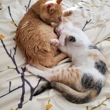 Entry image for Simba & Snickers