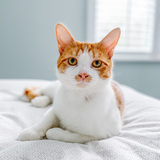 Entry image for Tigger 