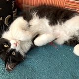 Entry image for Miss Iggy (Iguodala) Doughnut