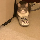 Entry image for Venus