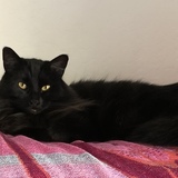 Entry image for Tonks