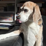 Entry image for Baylor