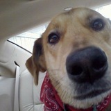 Entry image for Liebchen