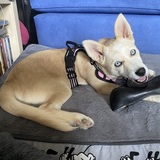 Entry image for Freya