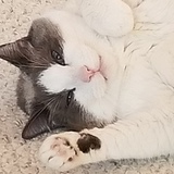 Entry image for Possum