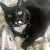 Entry image for Shebalee 