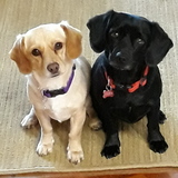 Entry image for Biscuit & Cookie