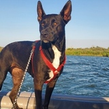 Entry image for Roo Wilcox