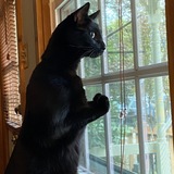 Entry image for Dusty