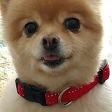 Entry image for Missy