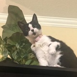 Entry image for Mari