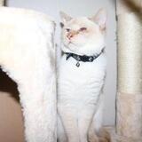 Entry image for Sriratcha