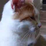 Entry image for Tofu