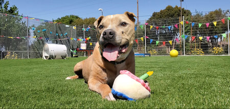 Entry image for Kirk. Clicking this image will show a larger photo