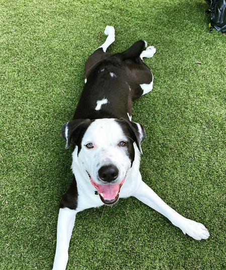 Entry image for Walter. Clicking this image will show a larger photo