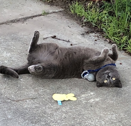 Entry image for Mystic. Clicking this image will show a larger photo