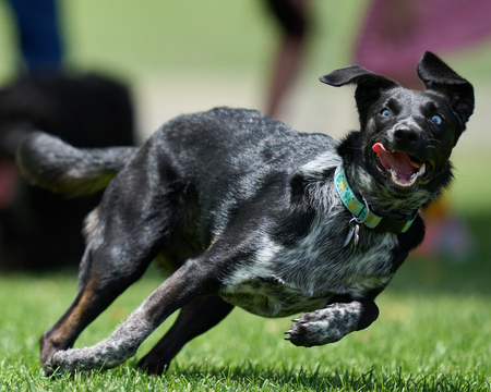 Entry image for Pepper. Clicking this image will show a larger photo