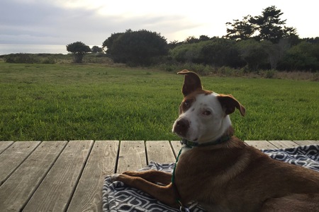 Entry image for Olive. Clicking this image will show a larger photo