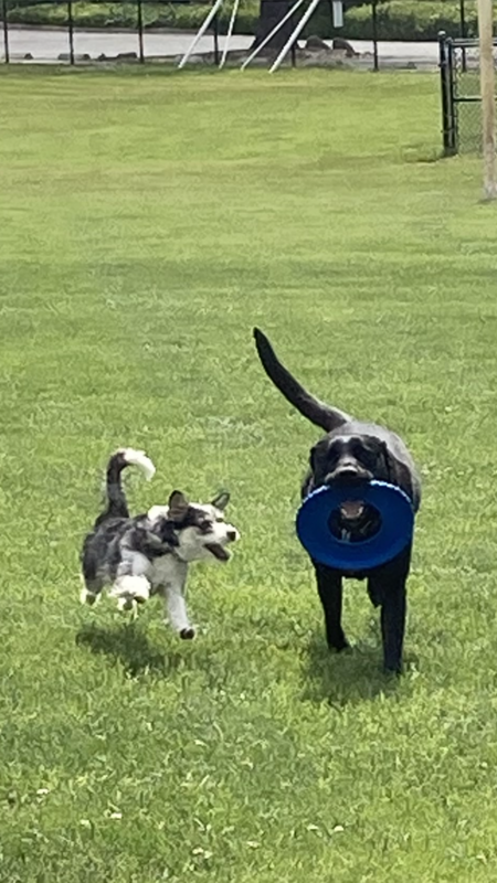 Entry image for Pepper and Sam. Clicking this image will show a larger photo