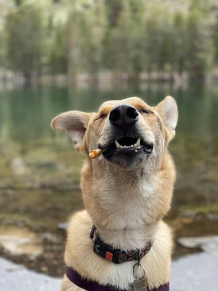 Entry image for Indiana Jones . Clicking this image will show a larger photo