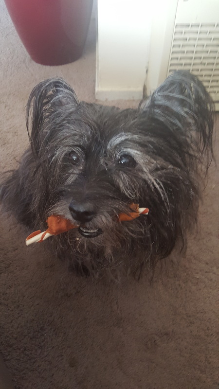 Entry image for Lachlan. Clicking this image will show a larger photo