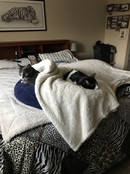 Entry image for Meeko and jay. Clicking this image will show a larger photo