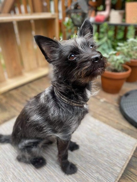 Entry image for Baxter . Clicking this image will show a larger photo