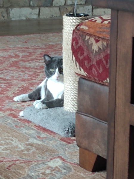 Entry image for Millie. Clicking this image will show a larger photo