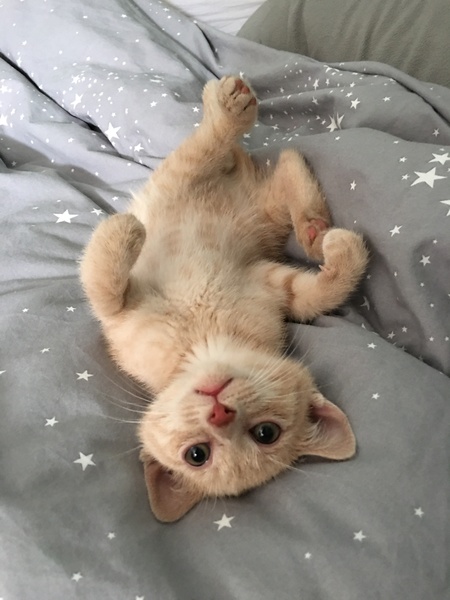 Entry image for Mochi. Clicking this image will show a larger photo