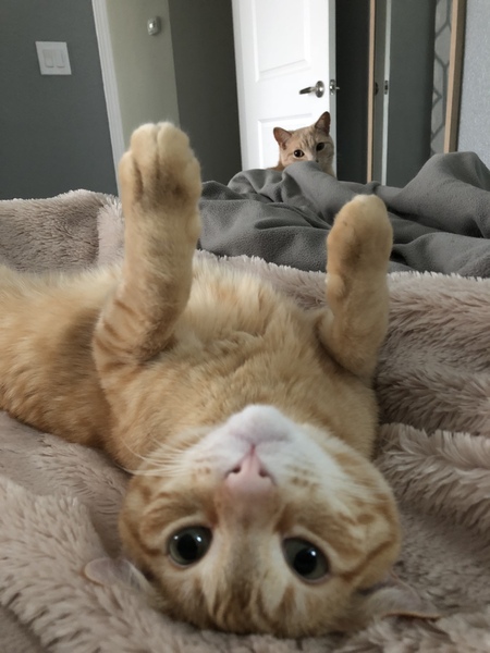 Entry image for Nacho. Clicking this image will show a larger photo