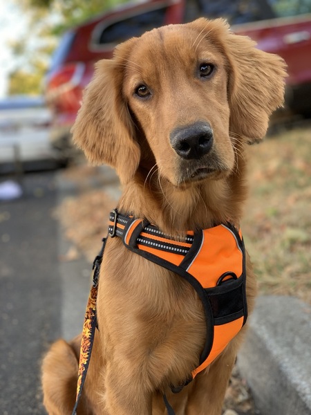 Entry image for Beau. Clicking this image will show a larger photo