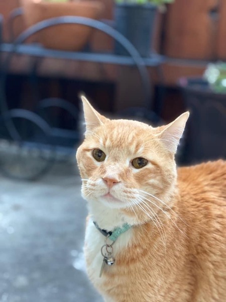 Entry image for Coco (ARF’s Name Maple  # 21317). Clicking this image will show a larger photo