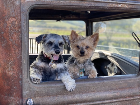 Entry image for Scrappy and Daphney. Clicking this image will show a larger photo