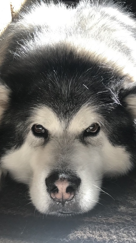 Entry image for Lefty. Clicking this image will show a larger photo