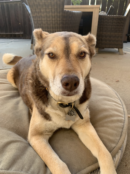 Entry image for Sitka. Clicking this image will show a larger photo