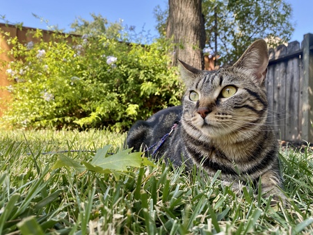 Entry image for Pepper. Clicking this image will show a larger photo