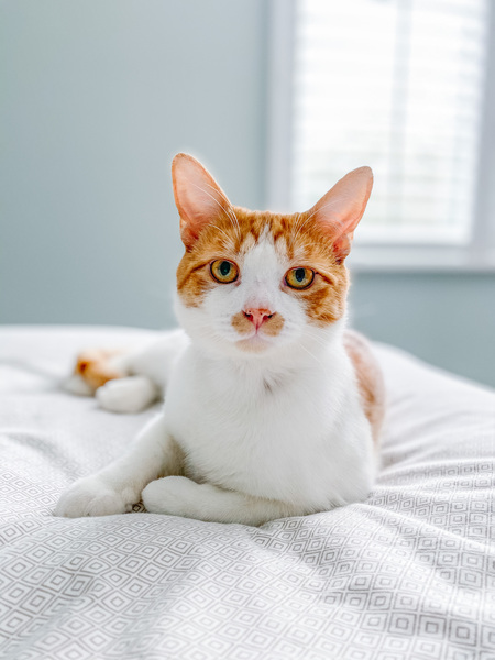 Entry image for Tigger . Clicking this image will show a larger photo