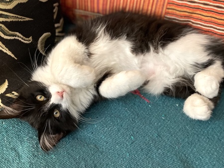 Entry image for Miss Iggy (Iguodala) Doughnut. Clicking this image will show a larger photo