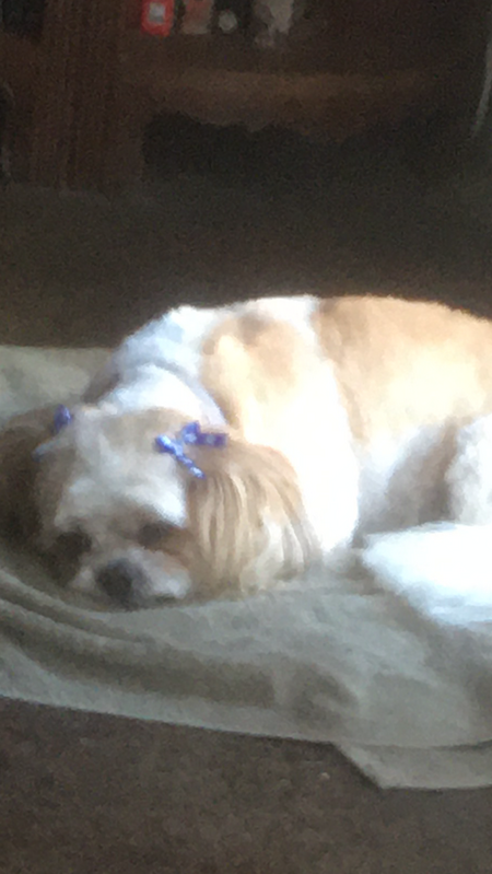 Entry image for Bella . Clicking this image will show a larger photo