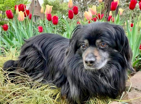 Entry image for Tex. Clicking this image will show a larger photo