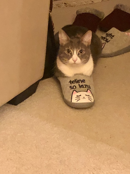 Entry image for Venus. Clicking this image will show a larger photo